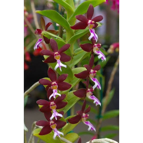 Trichoglottis Atropurpurea - 15 cm