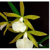 Bc. Ploenplit Star (ESPATANDO)