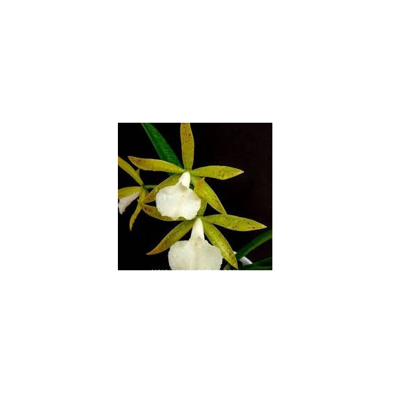 Bc. Ploenplit Star - AD