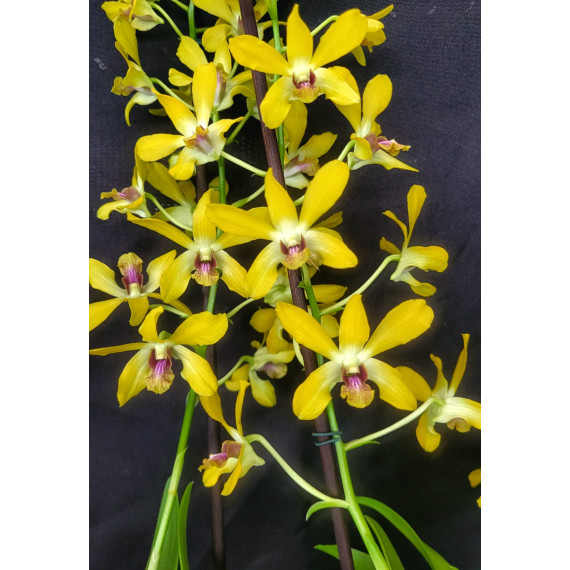 Dendrobium Banana Royal (denphal)  - AD