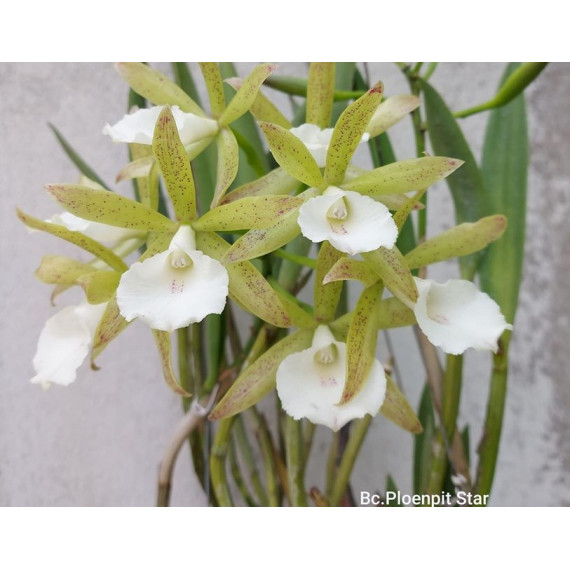 Bc. Ploenplit Star (muda) - (na jangada)