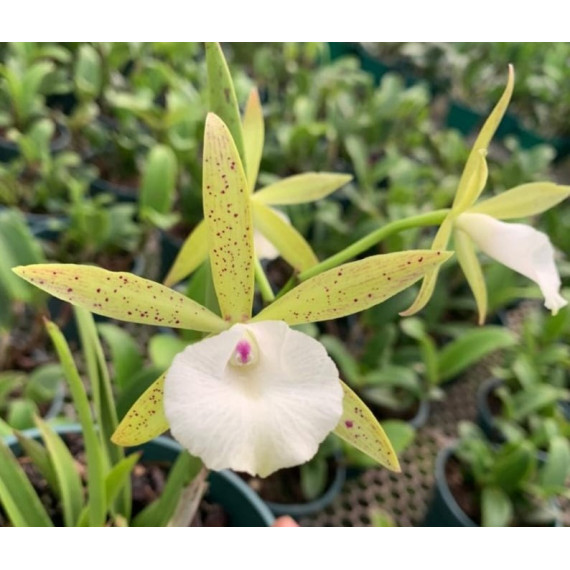 Bc. Ploenplit Star (muda) - (na jangada)