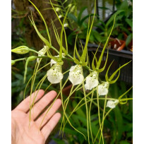 Brassia Verrucosa - AD