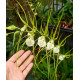 Brassia Verrucosa - AD