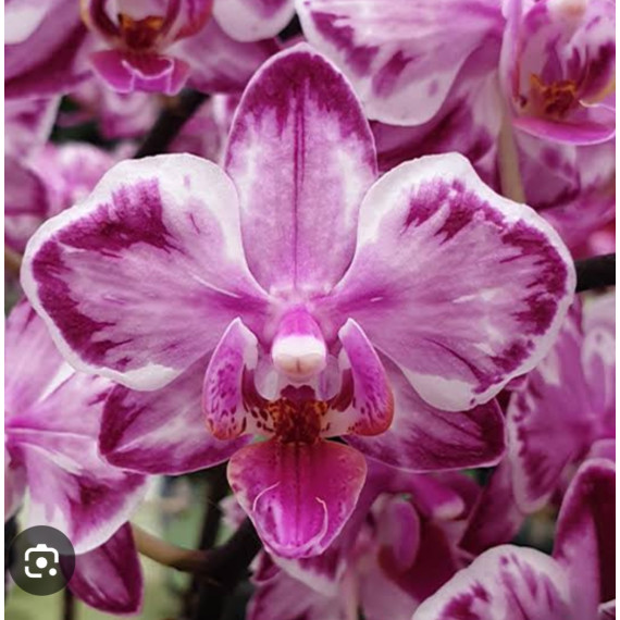Phalaenopsis Younghome Kaleido - INICIANDO HASTE