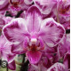 Phalaenopsis Younghome Kaleido - Haste Floral