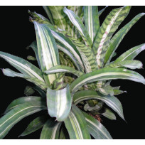 Aechmea Bert (Orlandiana Variegata) - Muda 15 cm