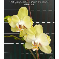 Phalaenopsis Younghome Green Dancer EM FLORAÇÃO