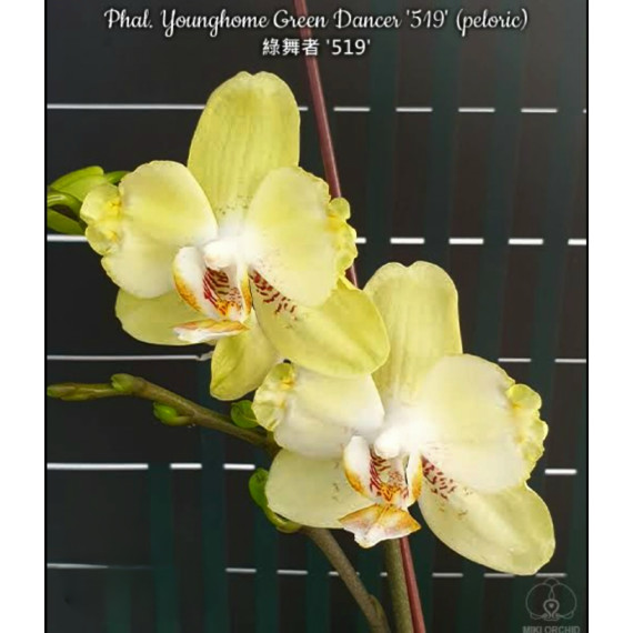 Phalaenopsis Younghome Green Dancer EM FLORAÇÃO