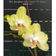 Phalaenopsis Younghome Green Dancer - AD