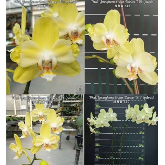 Phalaenopsis Younghome Green Dancer EM FLORAÇÃO