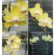 Phalaenopsis Younghome Green Dancer - Haste Floral