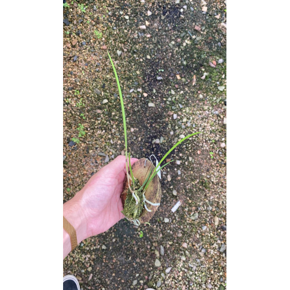 Brassavola Flagellaris -  NBS