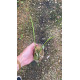 Brassavola Flagellaris -  NBS