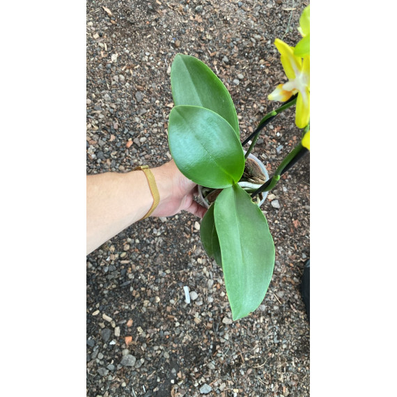 Phalaenopsis Sogo Shito - Com 2 Hastes Florais