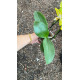 Phalaenopsis Sogo Shito - Com 2 Hastes Florais
