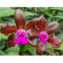 Cattleya Leopoldii "Gil" - Haste Floral
