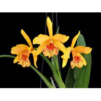 Bc. Cooper Queen - Espata