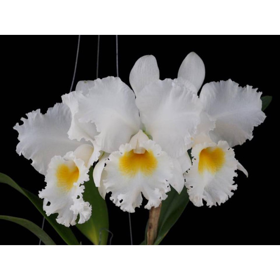 Blc. Shinaphat Diamond - AD