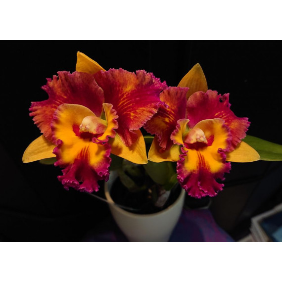 Blc. Rungnapha Warm Welcome - AD