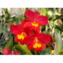 Slc. Wendys Valentine June - AD