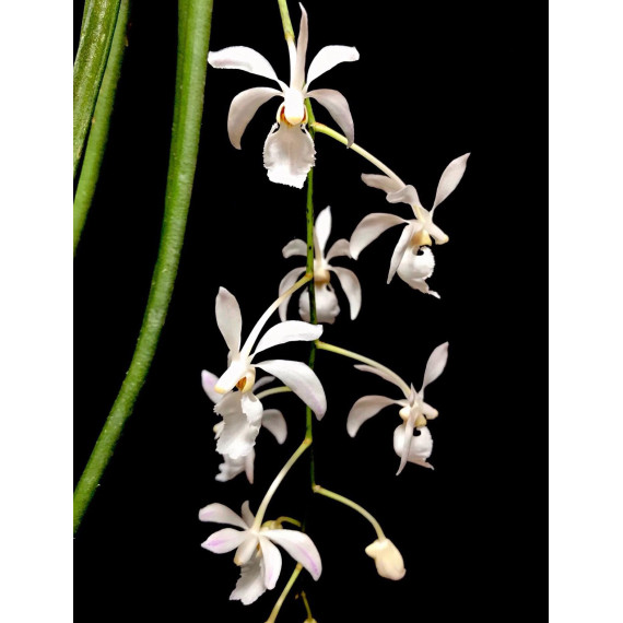 Holcoglossum Subulifolium - AD