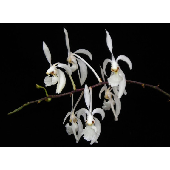 Holcoglossum Subulifolium - AD