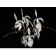 Holcoglossum Subulifolium - AD