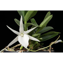Angraecum Didieri + Cachepô de madeira