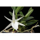 Angraecum Didieri + Cachepô de madeira