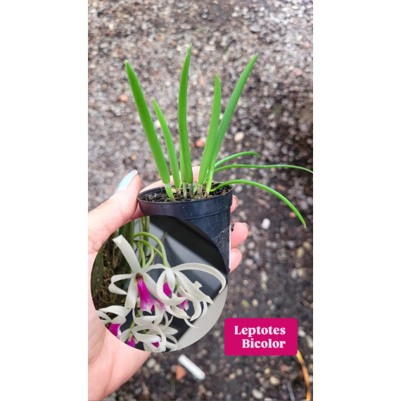 Leptotes Bicolor - AD