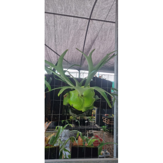 Platycerium Alcicorne var Africa na placa