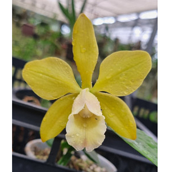Bc. Waikiki Gold x Encyclia Plicata - T3