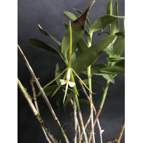 Epidendrum Tridens - NBS