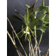 Epidendrum Tridens - NBS