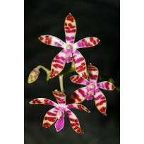 Phalaenopsis Bastiani - Haste Floral
