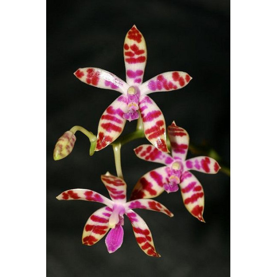Phalaenopsis Bastiani - Haste Floral
