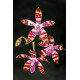 Phalaenopsis Bastiani - Haste Floral