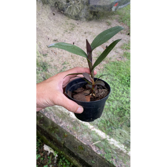 Epidendrum Tridens - NBS