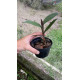 Epidendrum Tridens - NBS