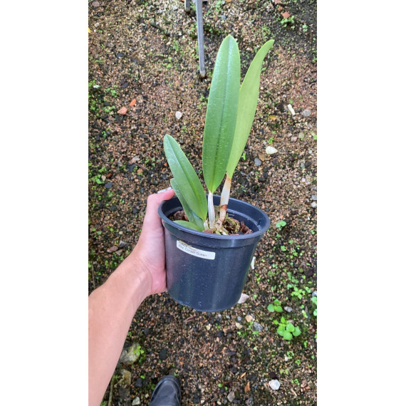 Bc. Cooper Queen - Espata