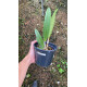 Bc. Cooper Queen - Espata