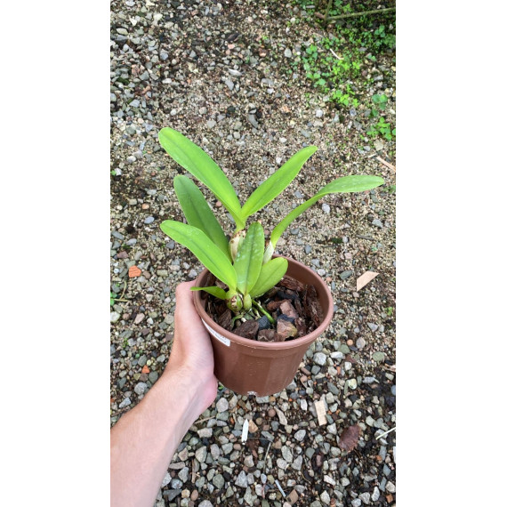 Blc. Rungnapha Warm Welcome - AD