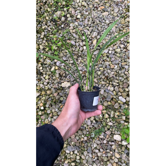 Encyclia Randii Alba - Pre Adulta (florada...