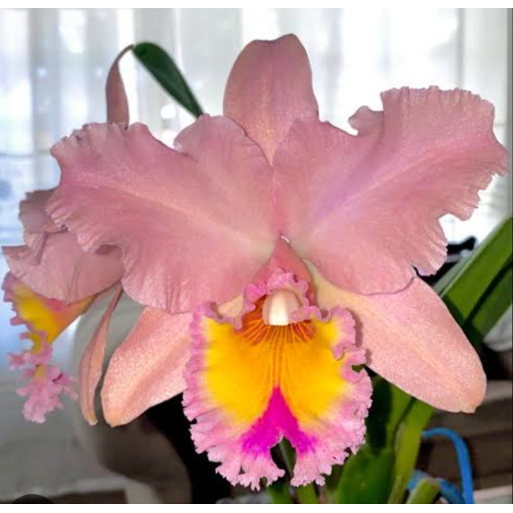 Blc. George King Serendipty - Touceira
