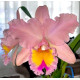 Blc. George King Serendipty - Touceira