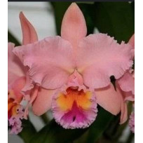 Blc. George King Serendipty - Touceira