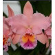 Blc. George King Serendipty - Touceira