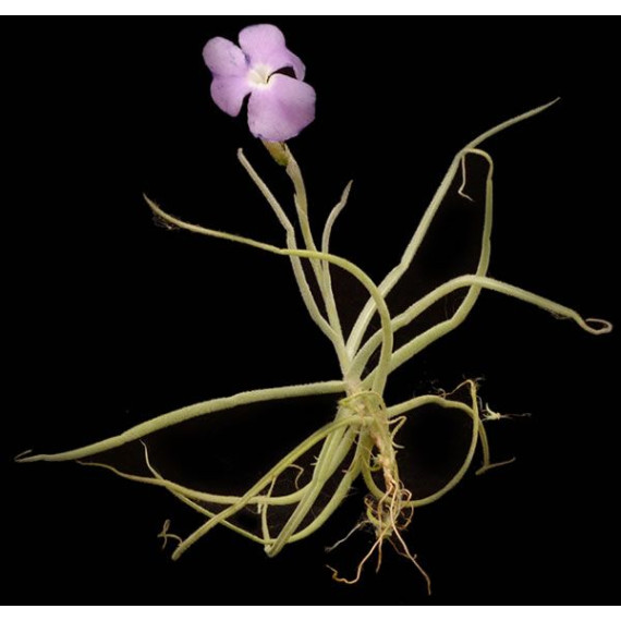 Tilandsia Streptocarpa