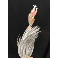 Tilandsia Paraibensis